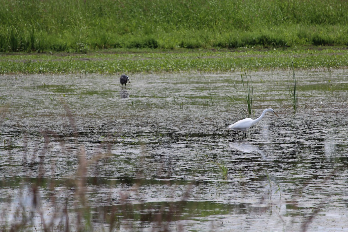 Great Egret - ML620519941