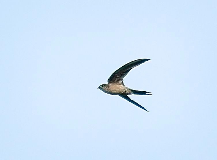 Asian Palm Swift - ML620519945