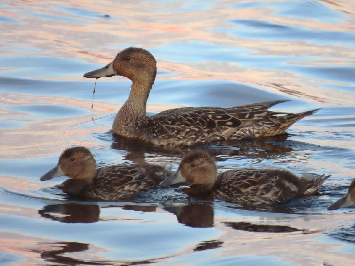 Northern Pintail - ML620519947