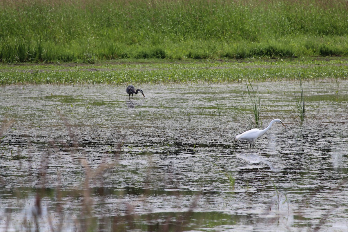 Great Egret - ML620519948