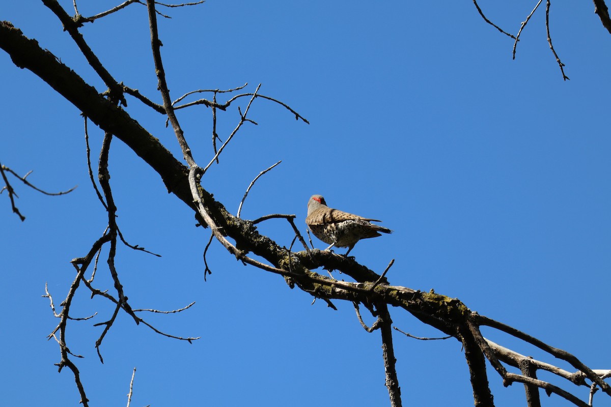 Northern Flicker - ML620519954