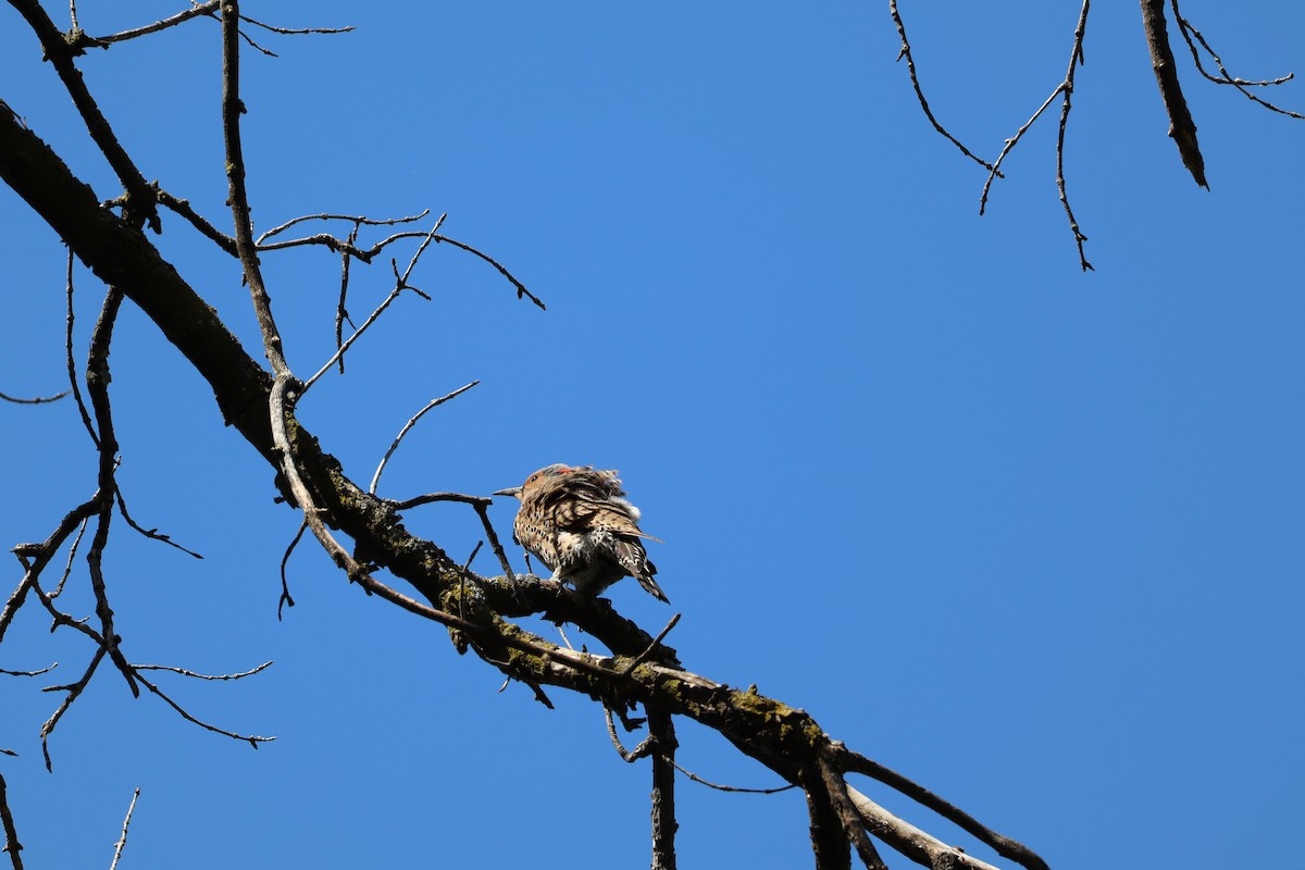 Northern Flicker - ML620519960