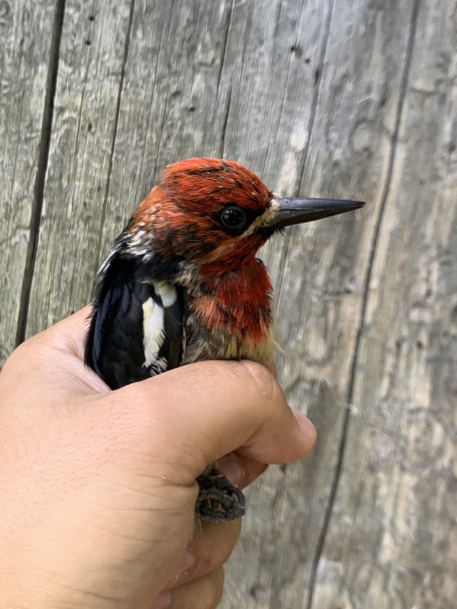 Red-breasted Sapsucker - ML620519962
