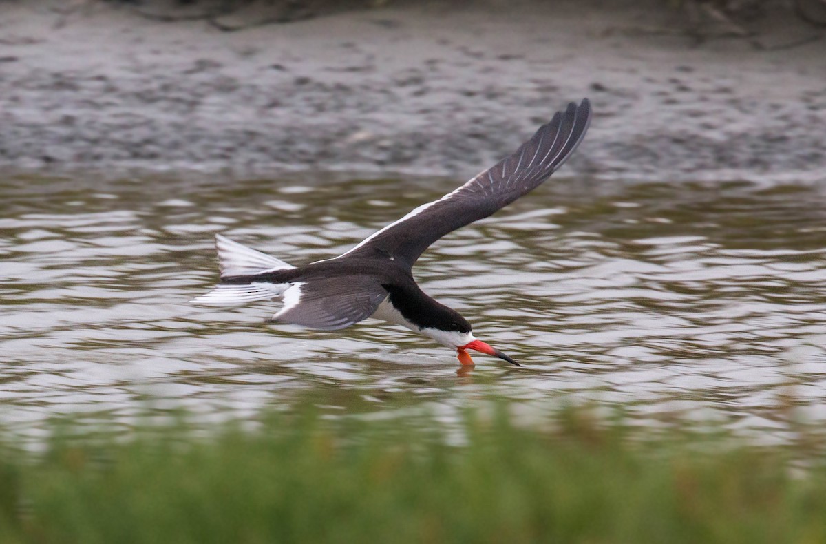 Black Skimmer - ML620519968