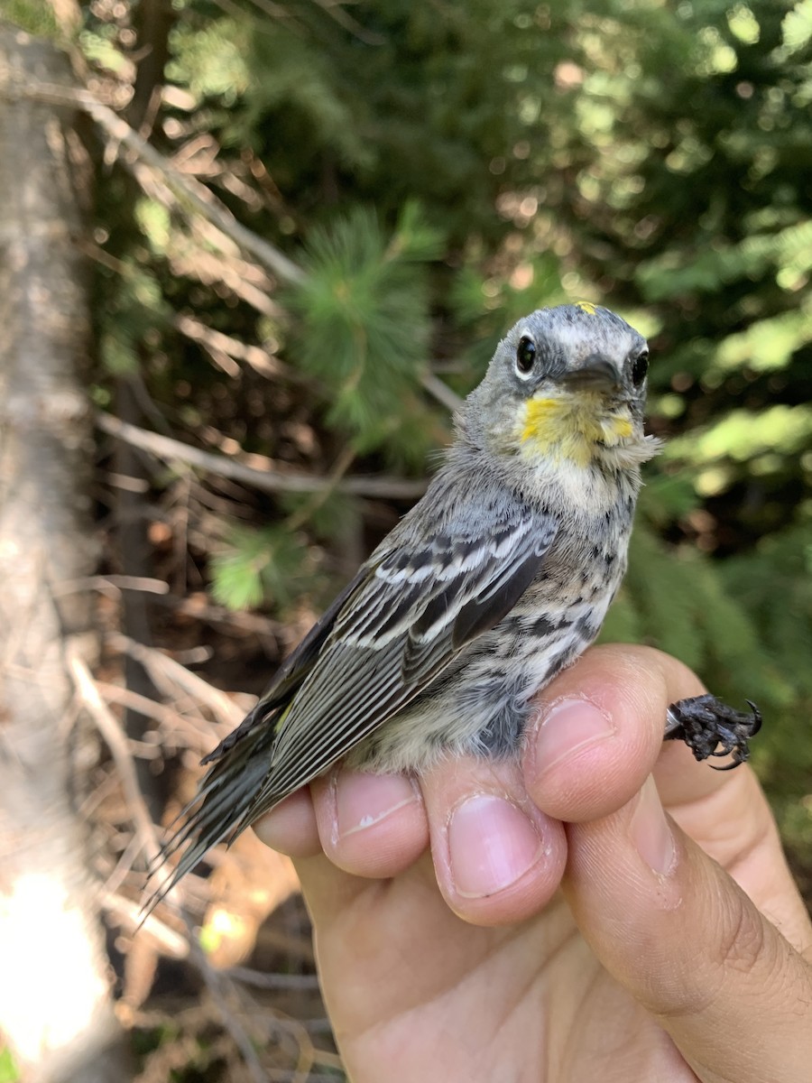 Yellow-rumped Warbler (Audubon's) - ML620519970
