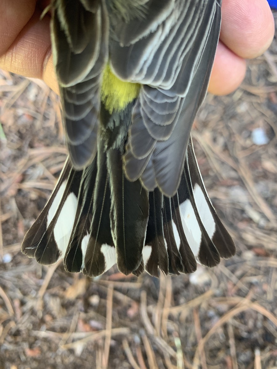 Yellow-rumped Warbler (Audubon's) - ML620519971