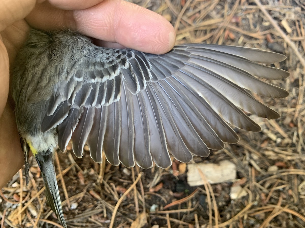 Yellow-rumped Warbler (Audubon's) - ML620519973