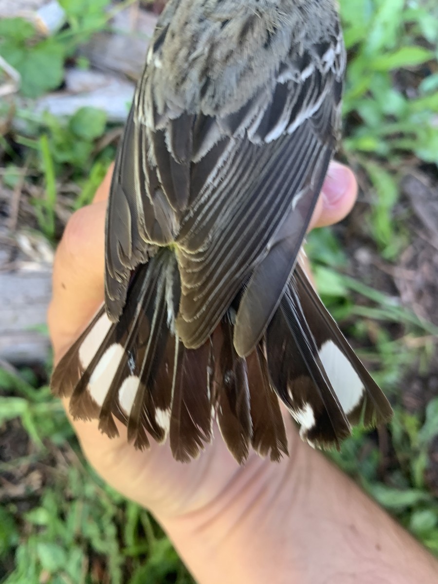 Yellow-rumped Warbler (Audubon's) - ML620519975