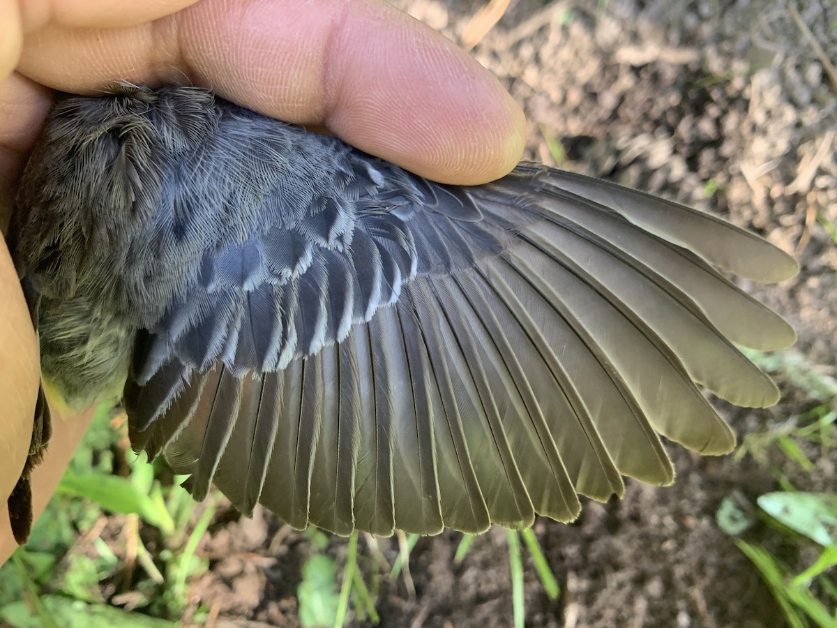 Yellow-rumped Warbler (Audubon's) - ML620519976