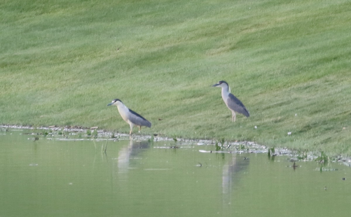 Black-crowned Night Heron - ML620519997