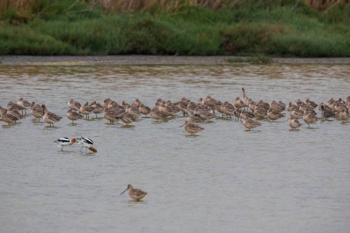 Marbled Godwit - ML620520000