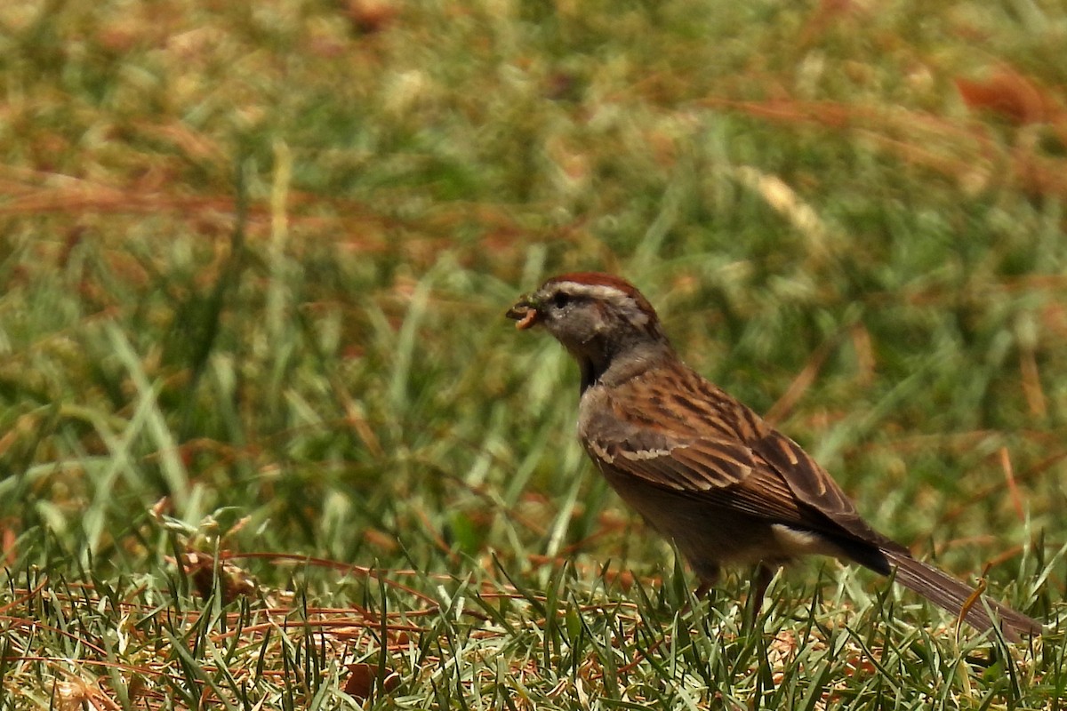 Chipping Sparrow - ML620520006