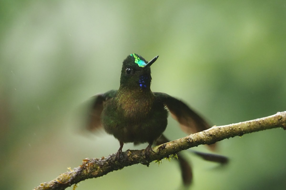 Violet-tailed Sylph - ML620520022
