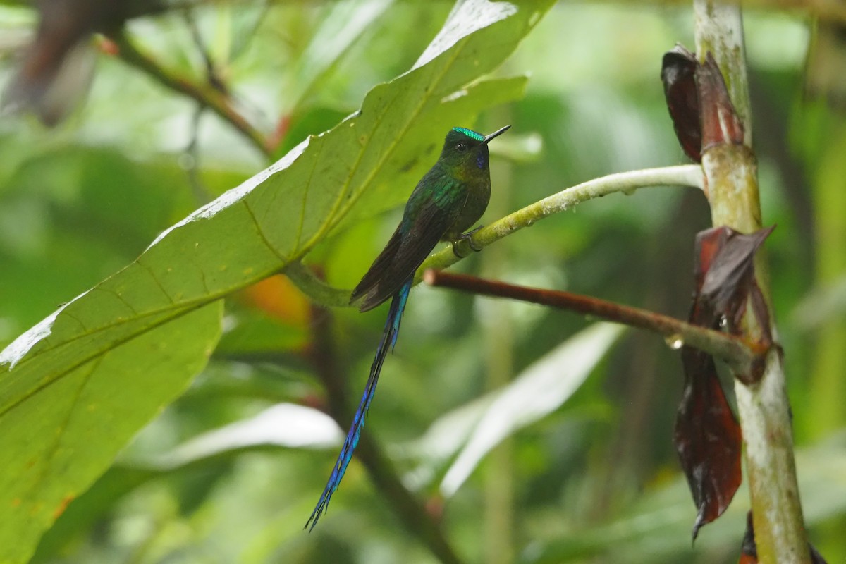 Violet-tailed Sylph - ML620520024