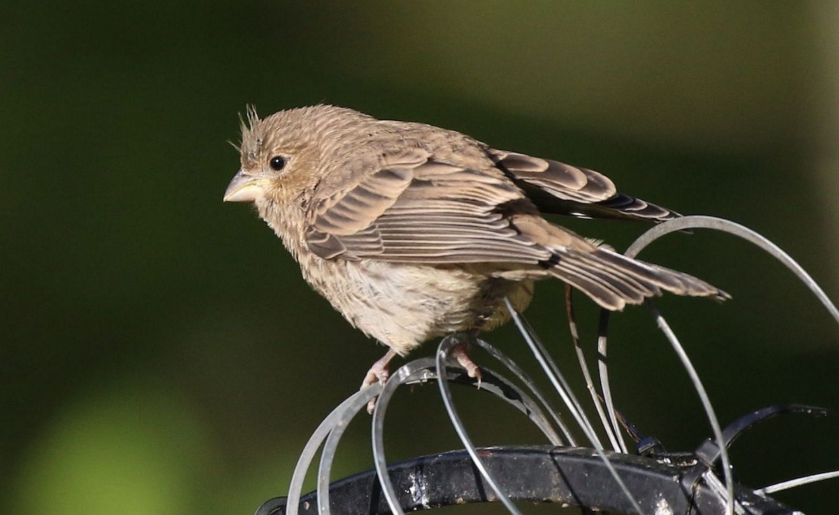 House Finch - ML620520029