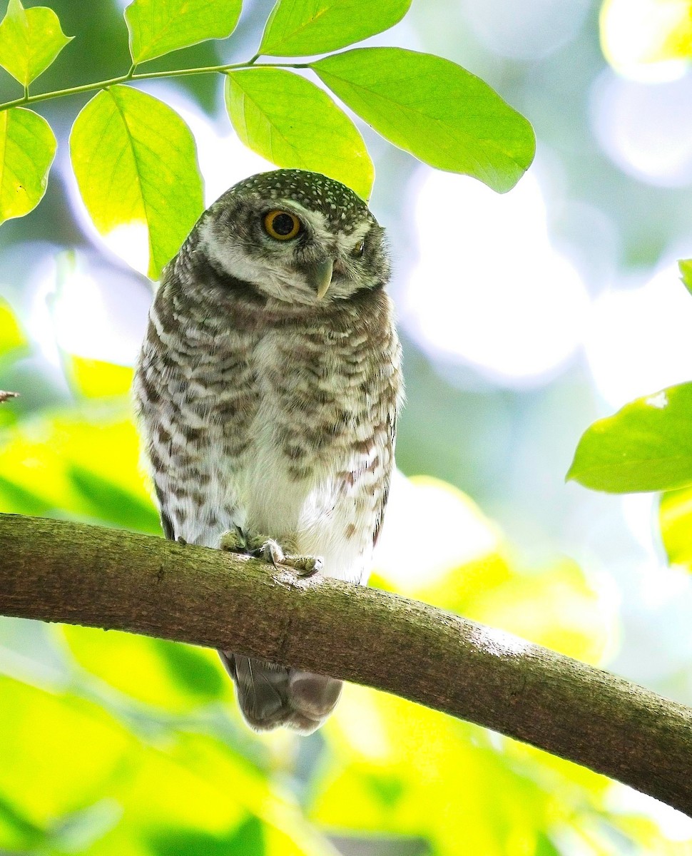 Spotted Owlet - ML620520031