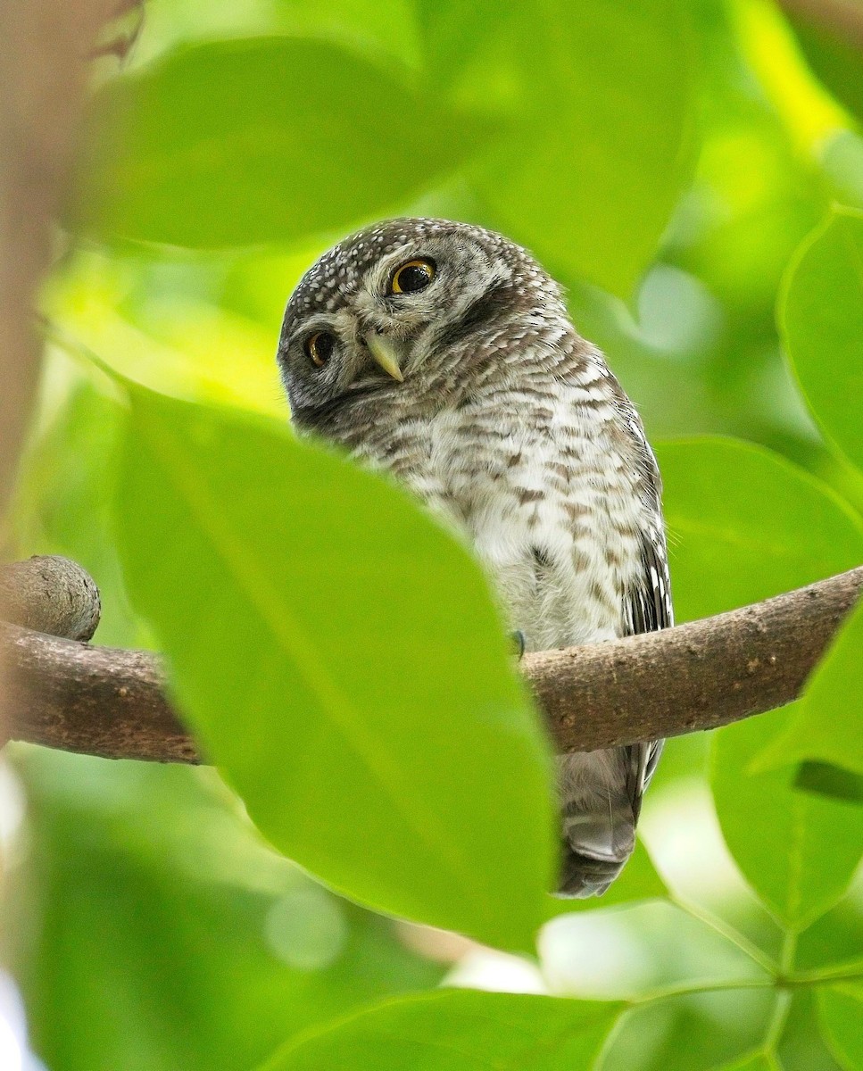 Spotted Owlet - ML620520032