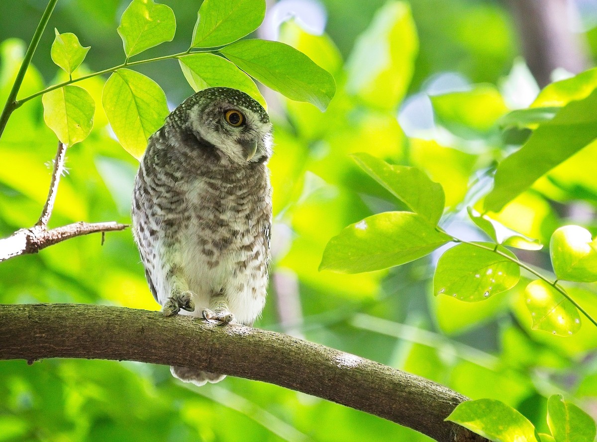 Spotted Owlet - ML620520033