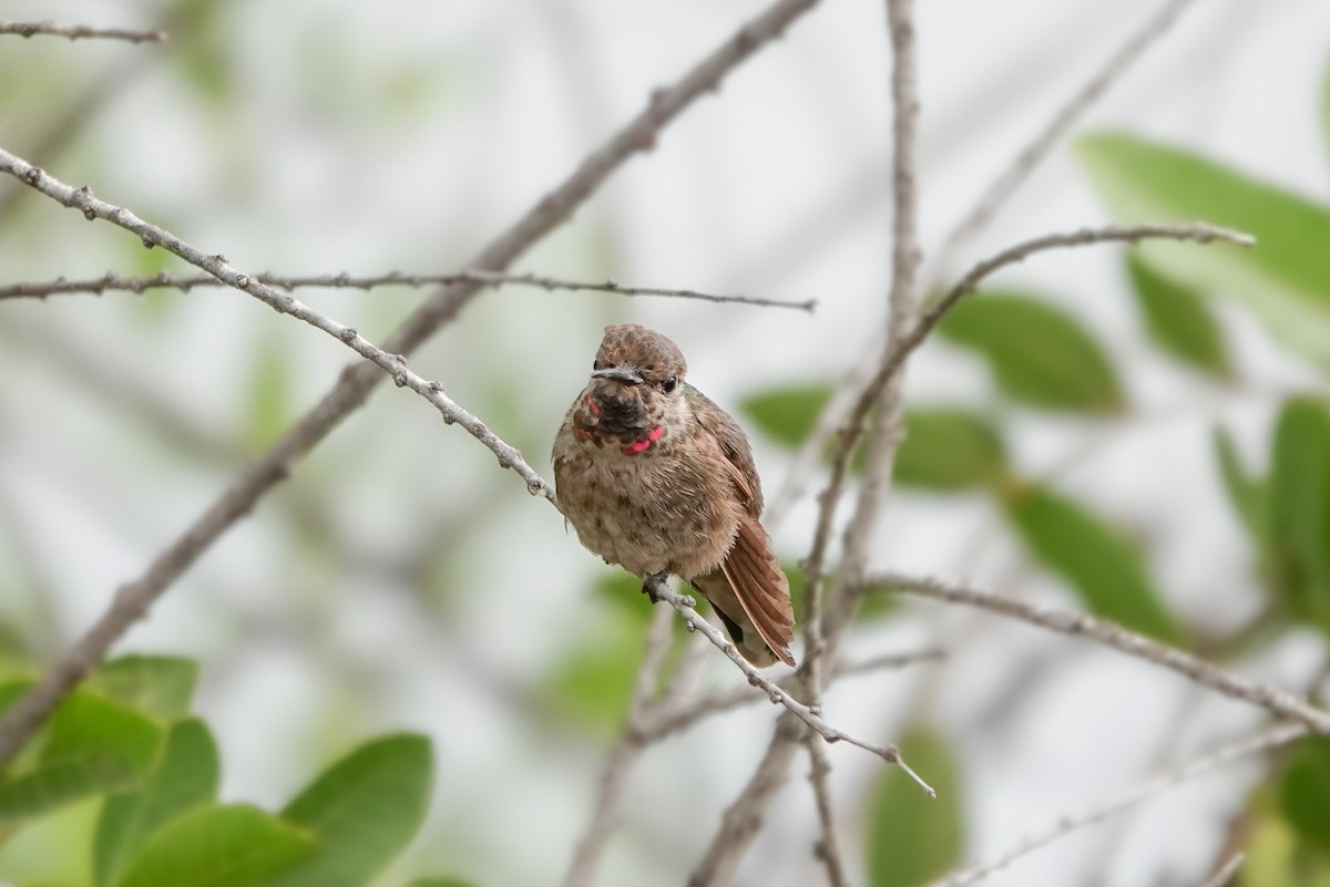 Anna's Hummingbird - ML620520035