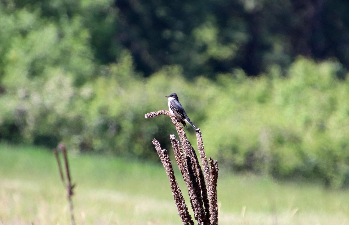 Eastern Kingbird - ML620520037