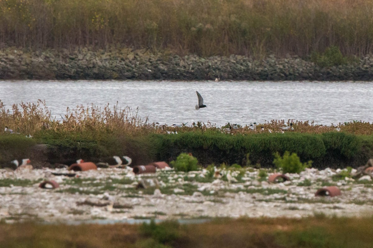 Black Tern - ML620520038