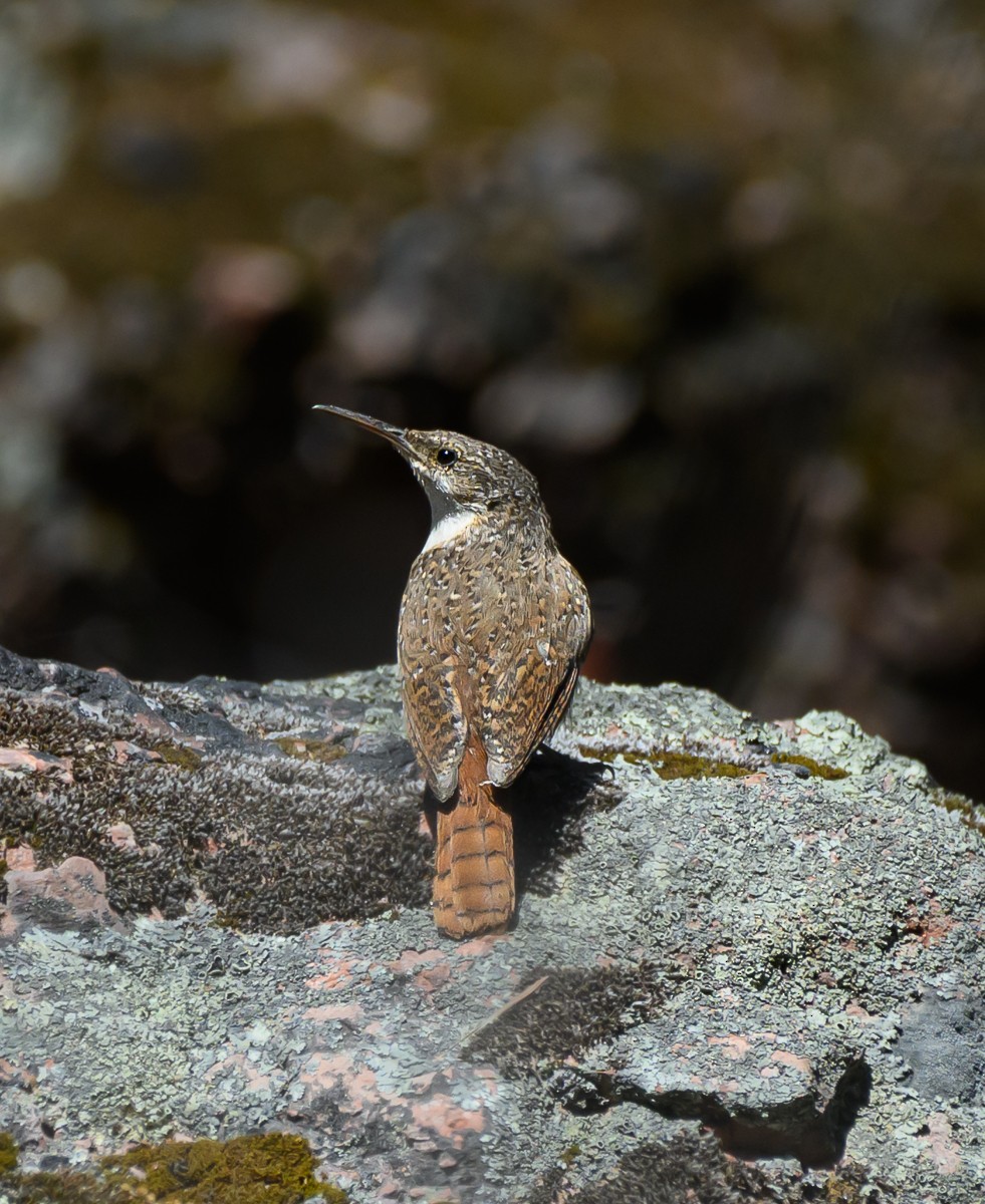 Canyon Wren - ML620520040