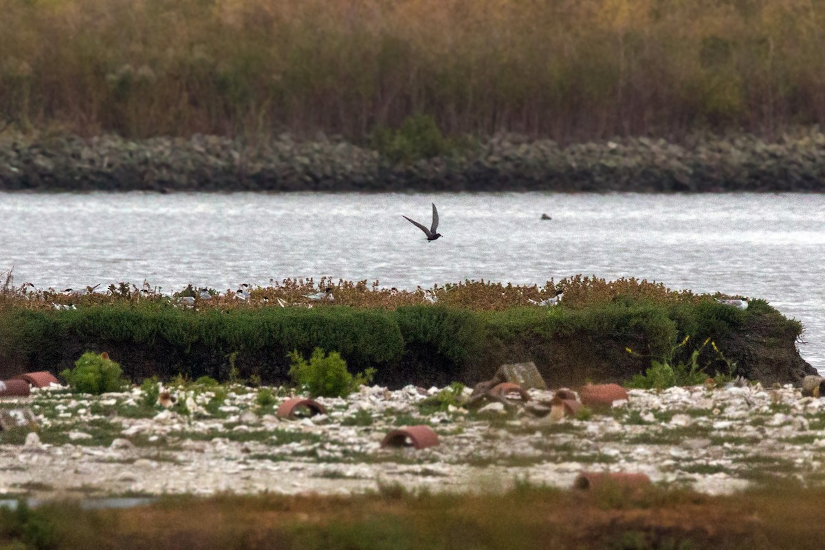 Black Tern - ML620520041