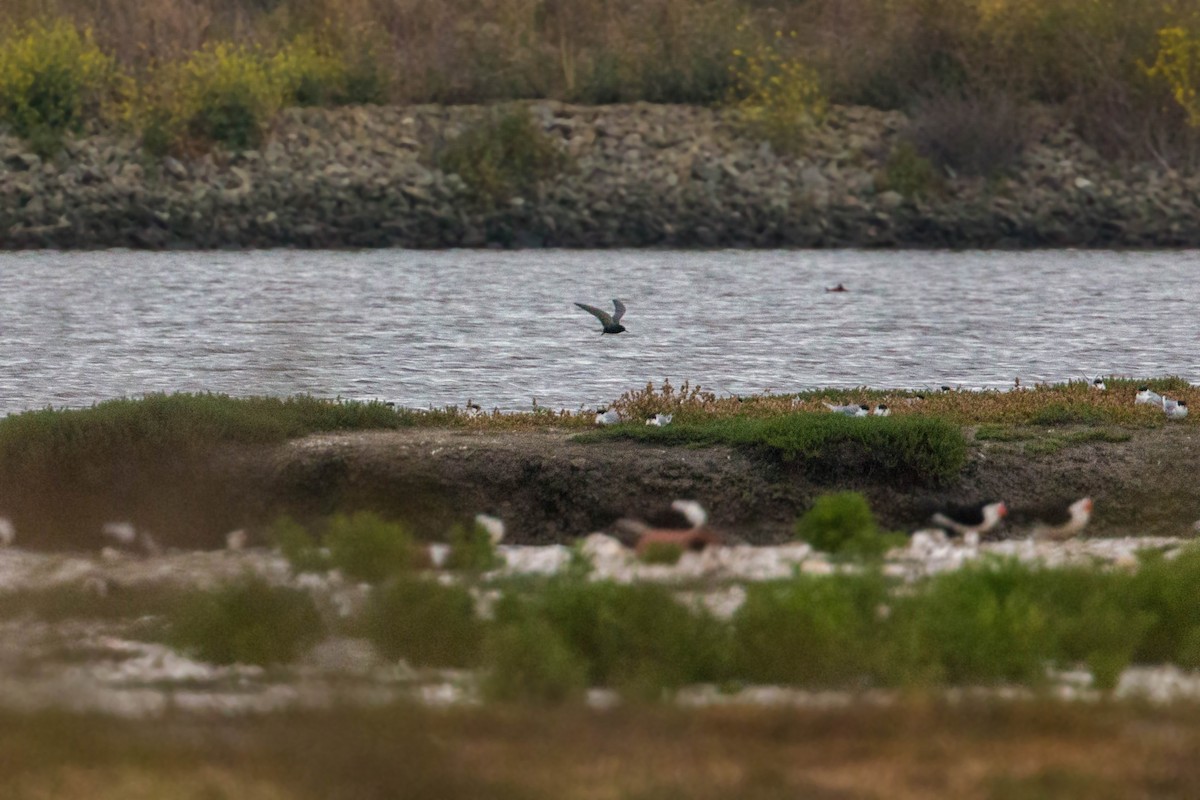 Black Tern - ML620520042