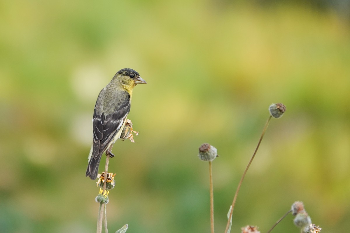 Lesser Goldfinch - ML620520043