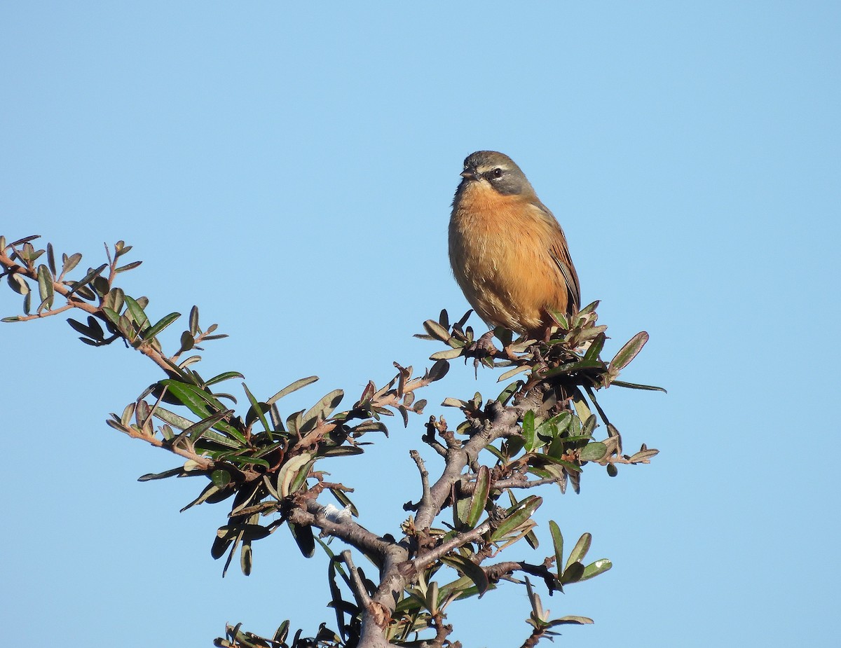 Long-tailed Reed Finch - ML620520052