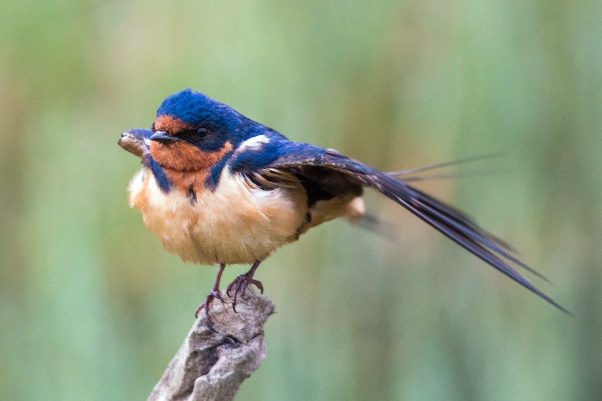 Barn Swallow - ML620520056