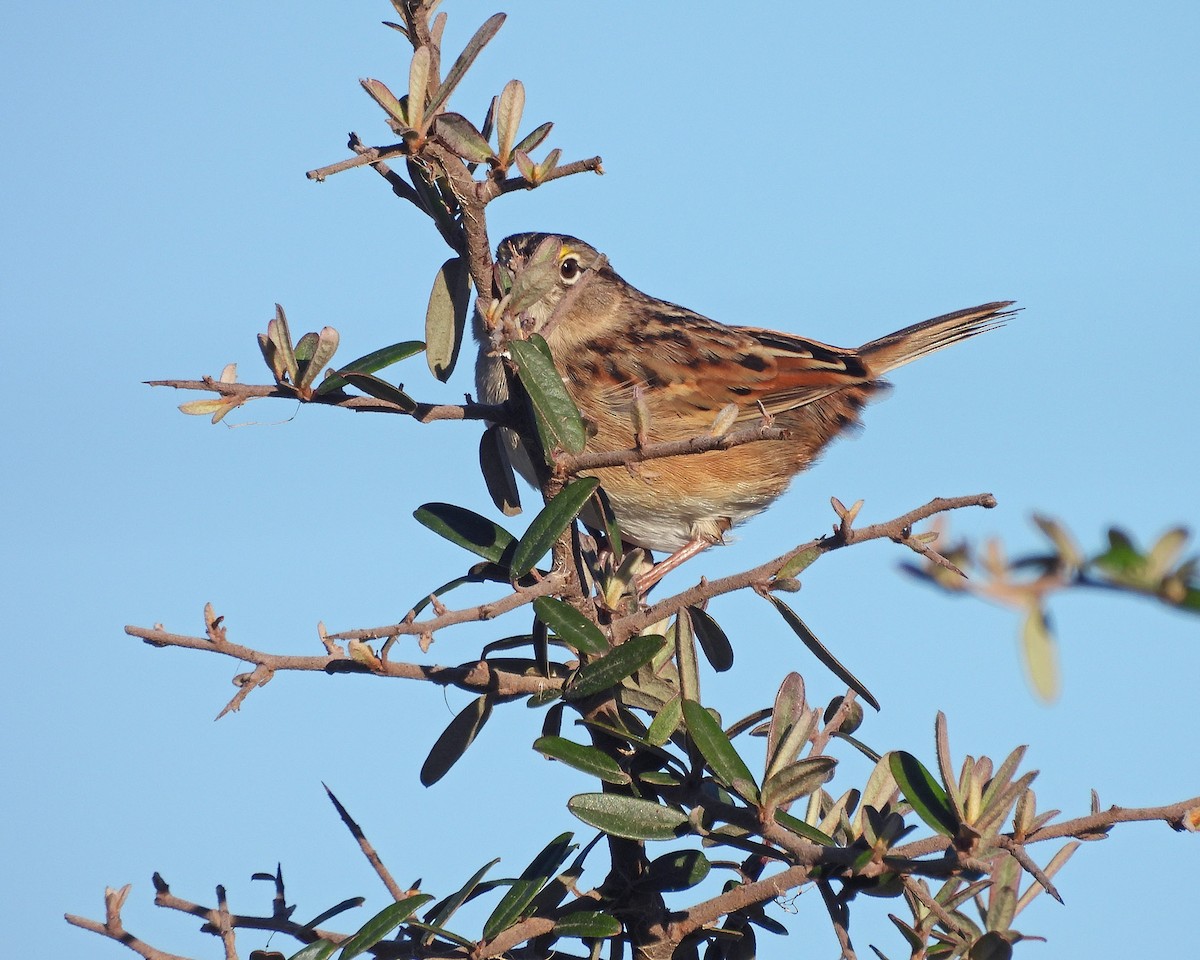 Grassland Sparrow - ML620520058
