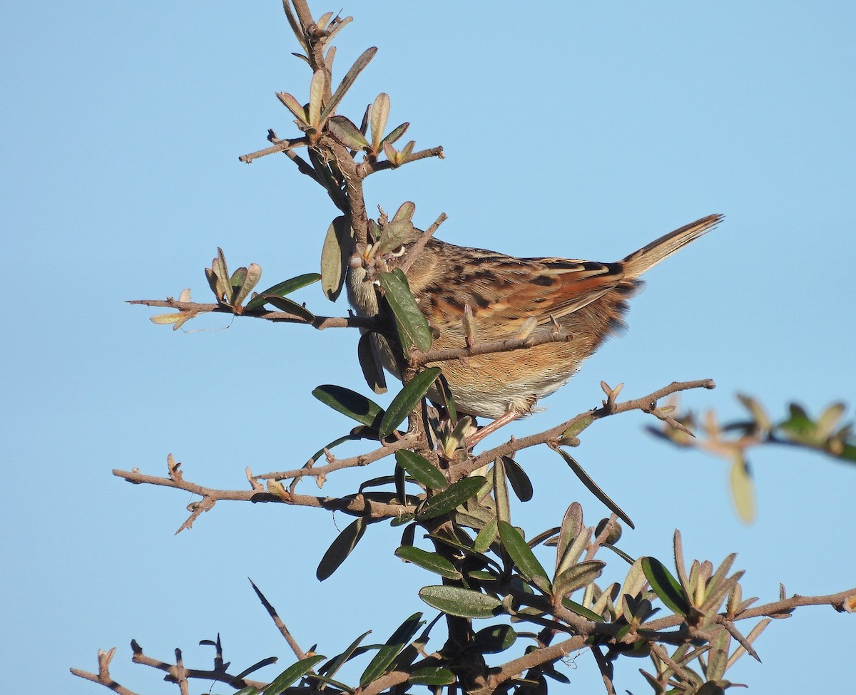Grassland Sparrow - ML620520059