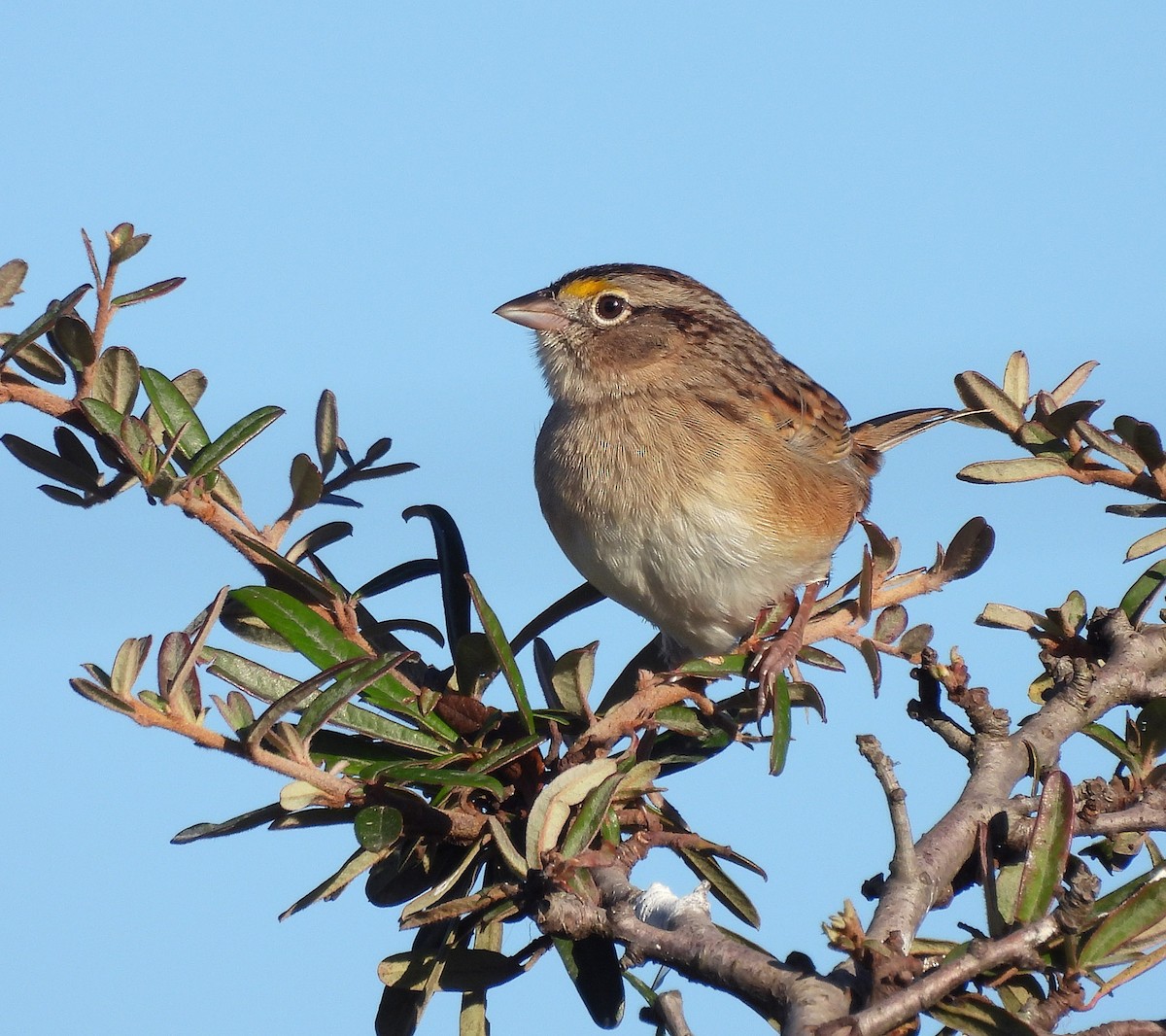 Grassland Sparrow - ML620520060