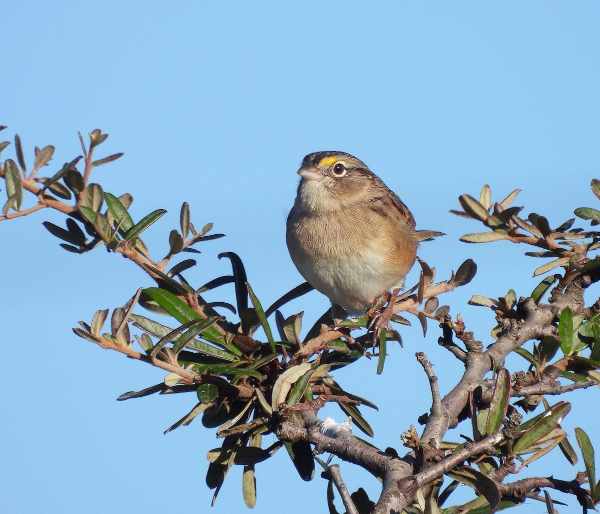 Grassland Sparrow - ML620520061