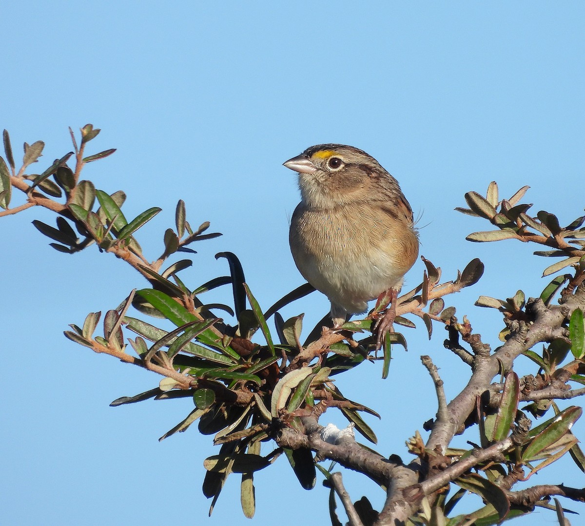 Grassland Sparrow - ML620520062