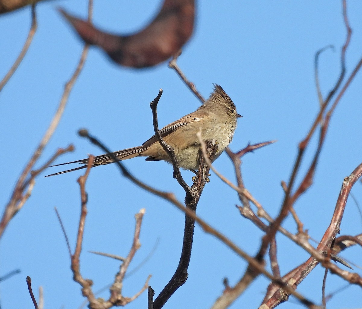 Tufted Tit-Spinetail - ML620520068