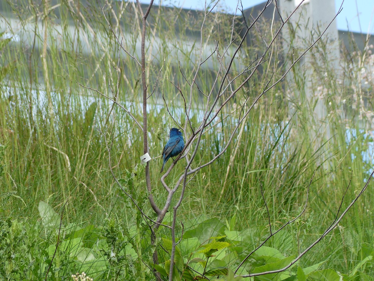 Indigo Bunting - ML620520078