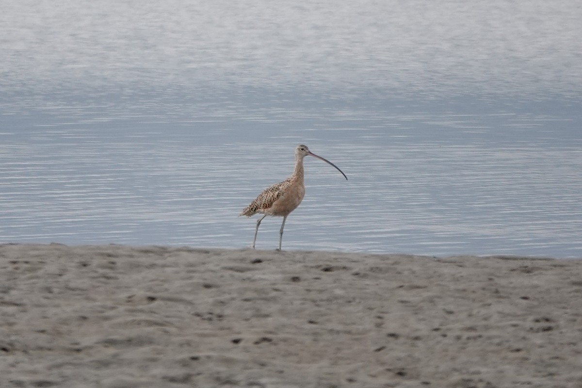 Long-billed Curlew - ML620520079