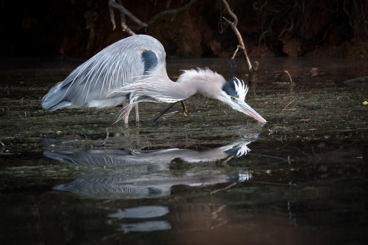 Great Blue Heron - ML620520081