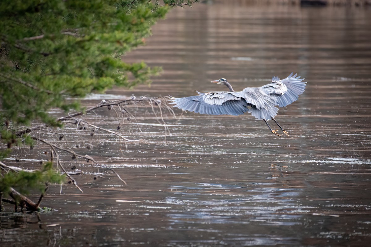 Great Blue Heron - ML620520082