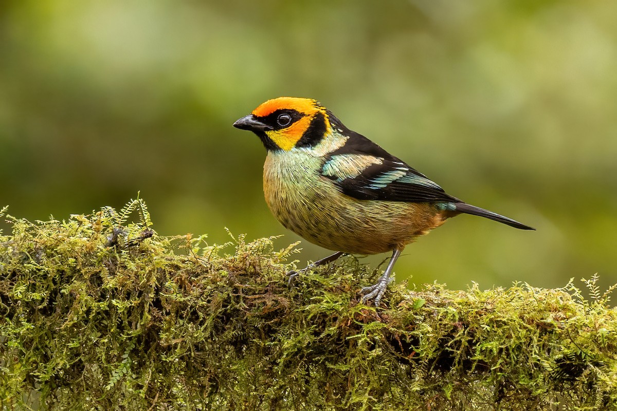 Flame-faced Tanager - ML620520084