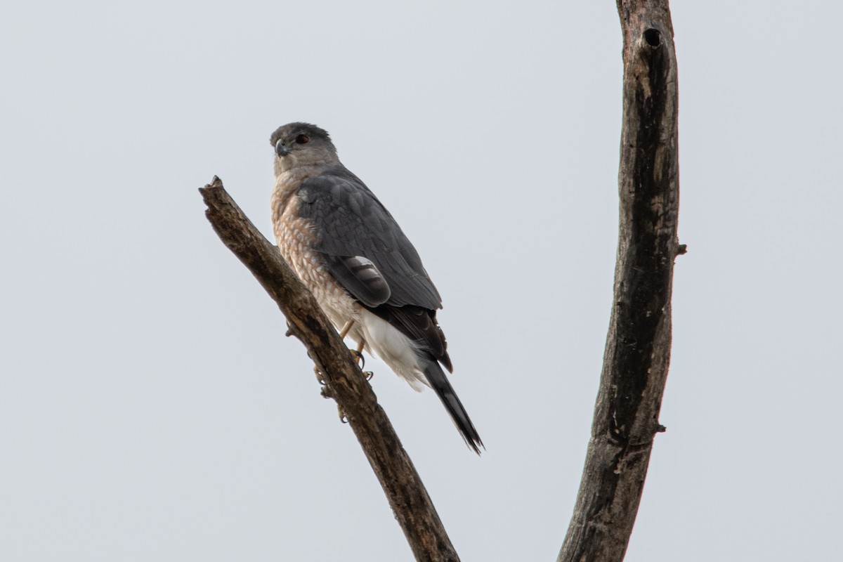 Cooper's Hawk - ML620520085