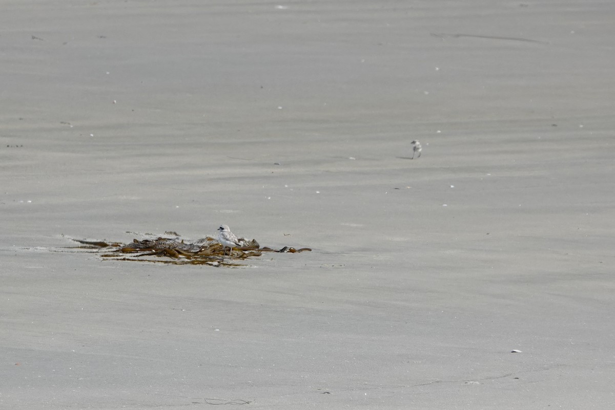 Snowy Plover - ML620520087