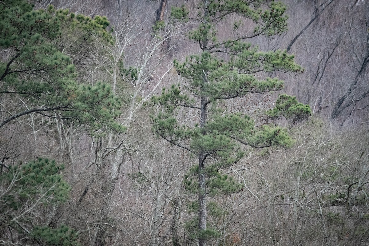 Bald Eagle - ML620520092