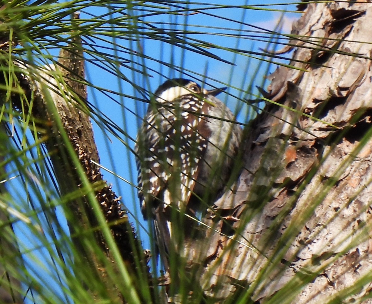 Red-cockaded Woodpecker - ML620520097