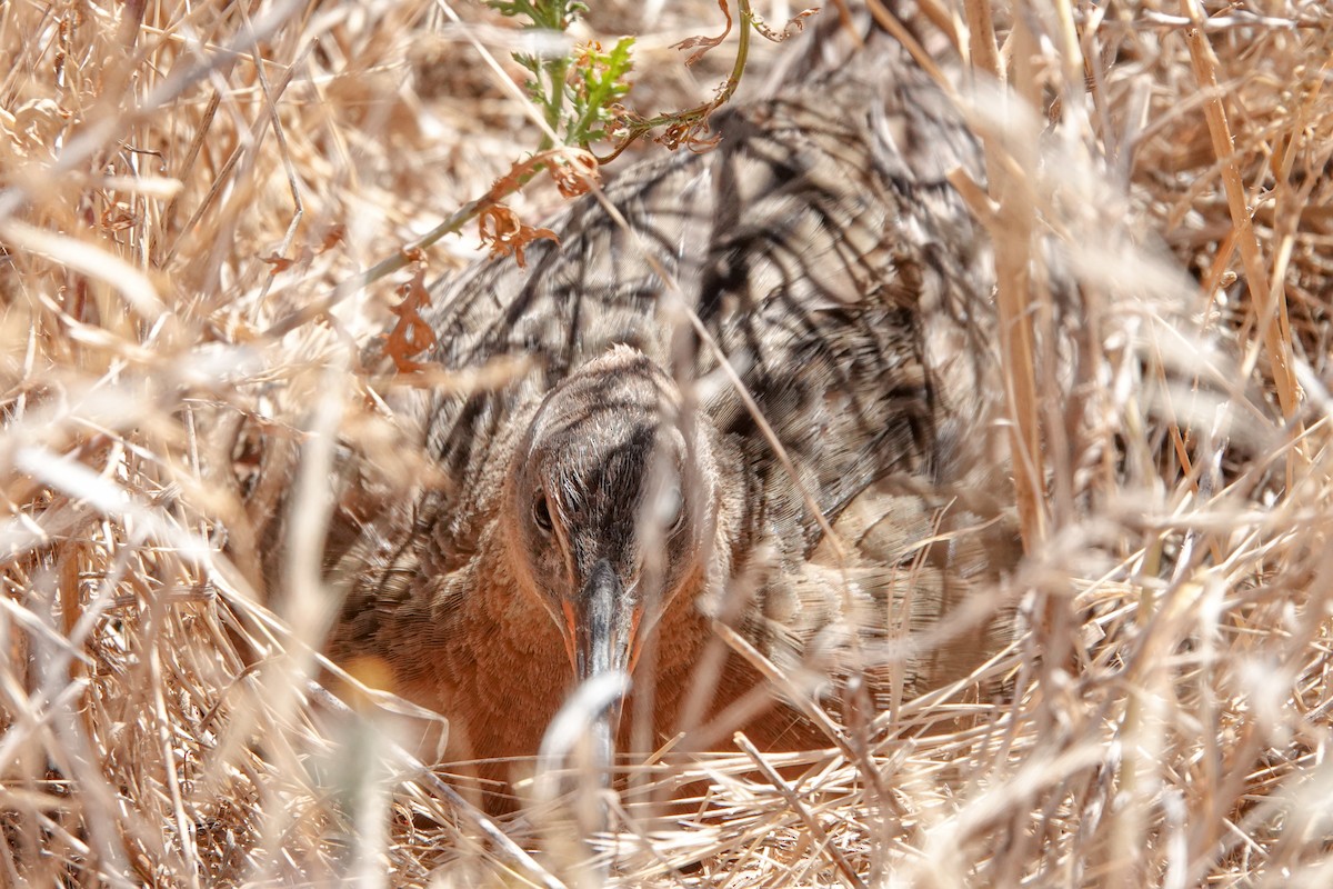 Ridgway's Rail - ML620520101