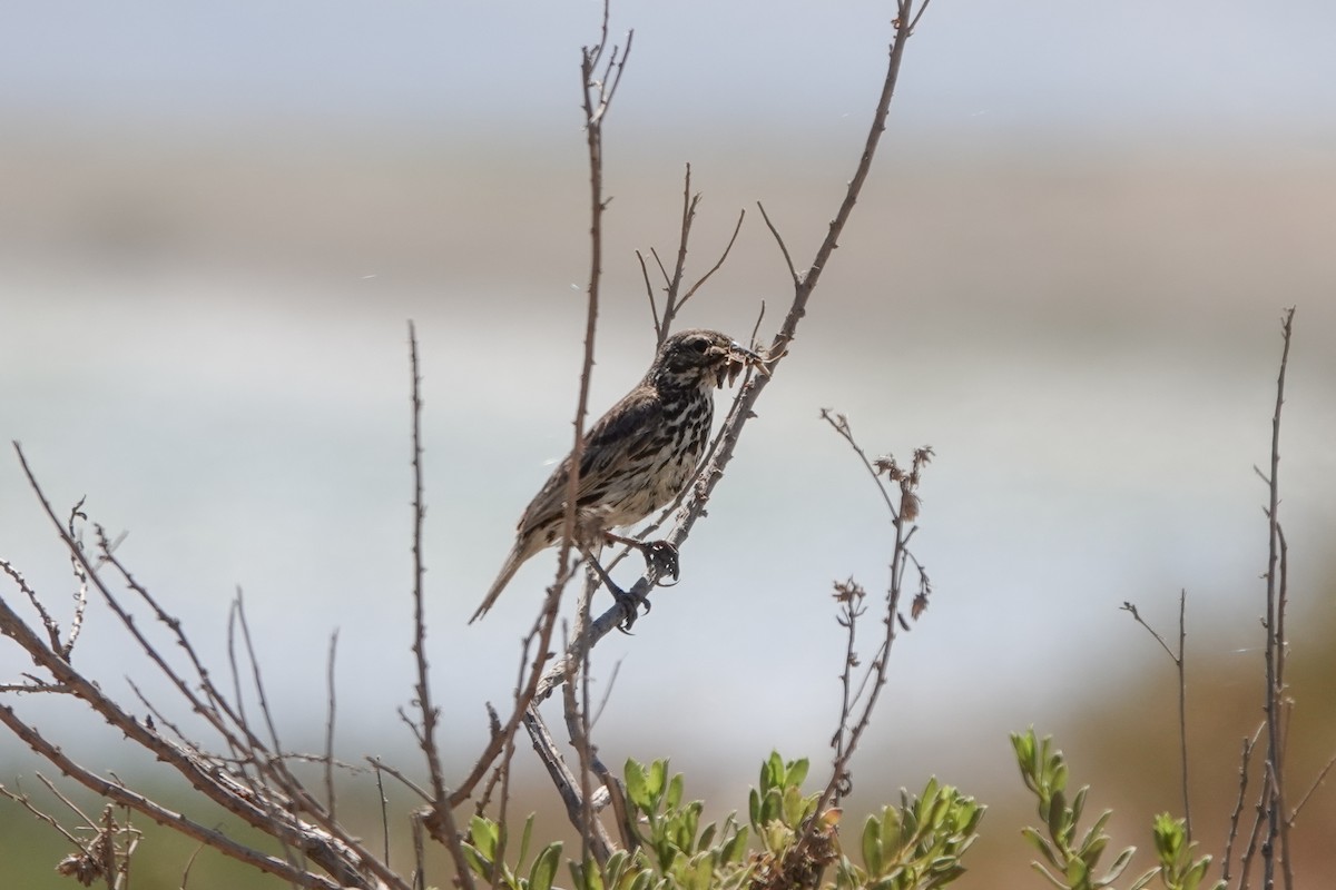 Song Sparrow - ML620520104