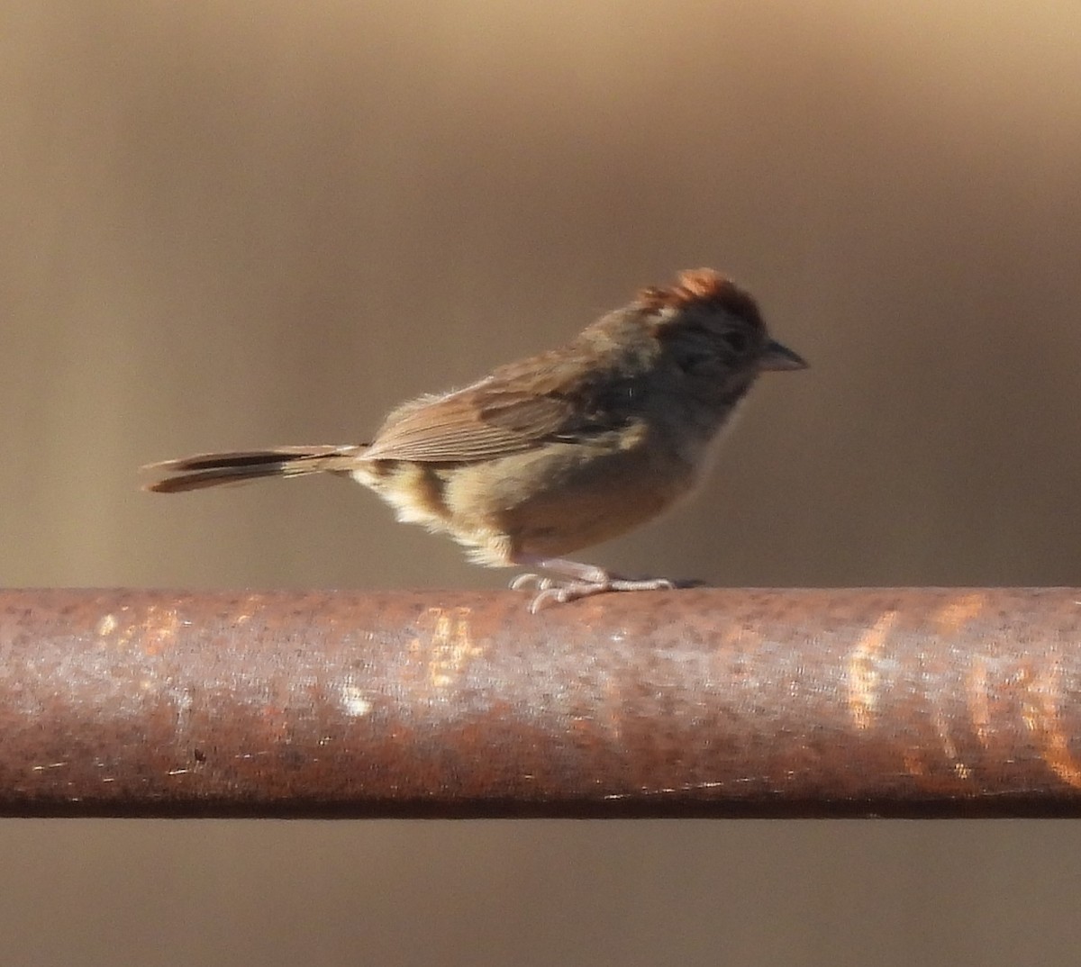 Rufous-crowned Sparrow - ML620520106