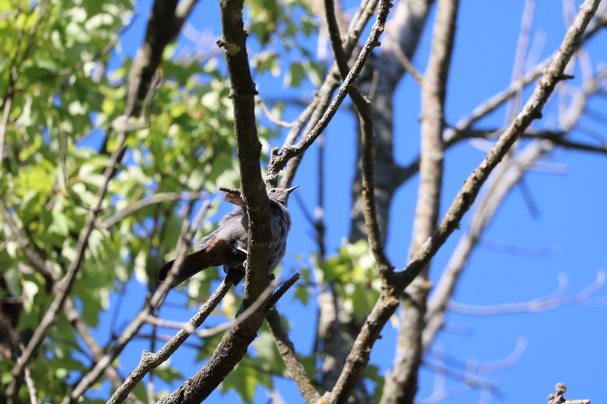 Gray Catbird - ML620520109